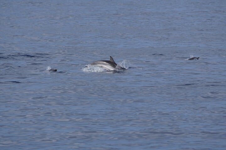 Dolphin Observation In A Small Group On A Silent Hybrid Boat