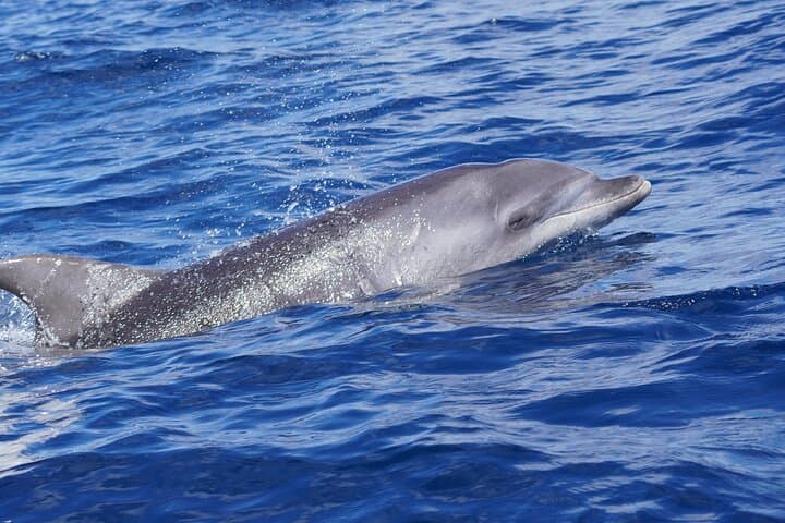 Dolphin Observation In A Small Group On A Silent Hybrid Boat