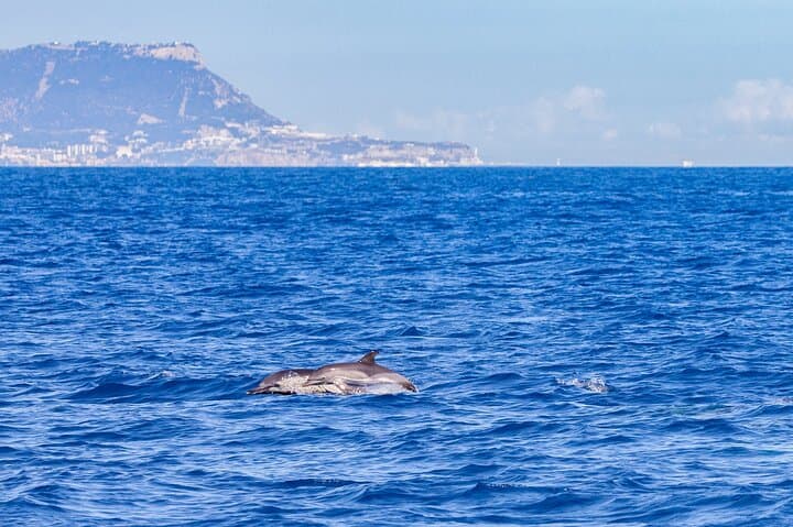 Gibraltar Sightseeing & Dolphin Watching Tour from Costa del Sol