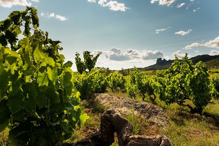 Visit to the winery with a tasting of 3 wines and appetizers