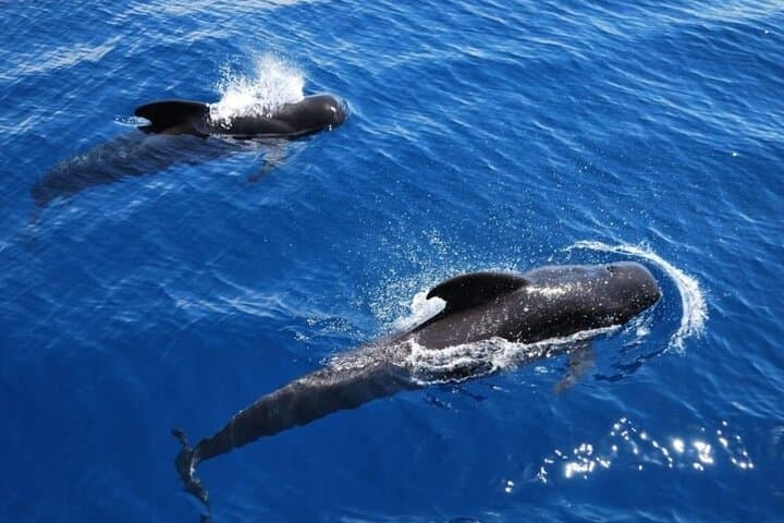 3h Viking Cruise with Drinks, Whale Watching and Swimming Time