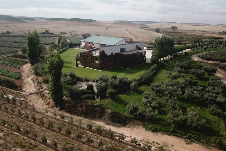 Oleotourism Navarre. Private tour and tasting Eco-friendly EVOO Artajo