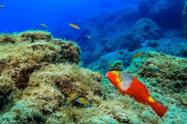 Snorkeling in Costa Teguise: 2-Hour Guided Tour in Lanzarote