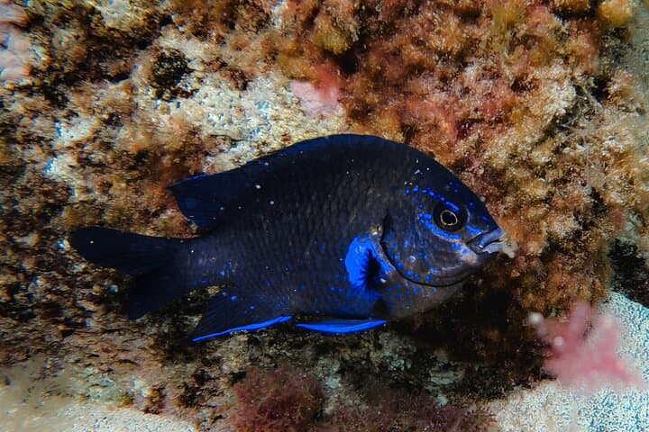 Snorkeling in Costa Teguise: 2-Hour Guided Tour in Lanzarote