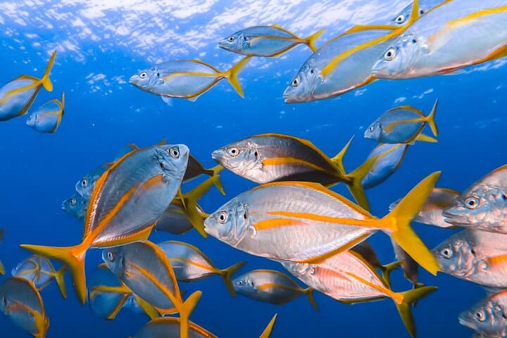 Snorkeling in Costa Teguise: 2-Hour Guided Tour in Lanzarote