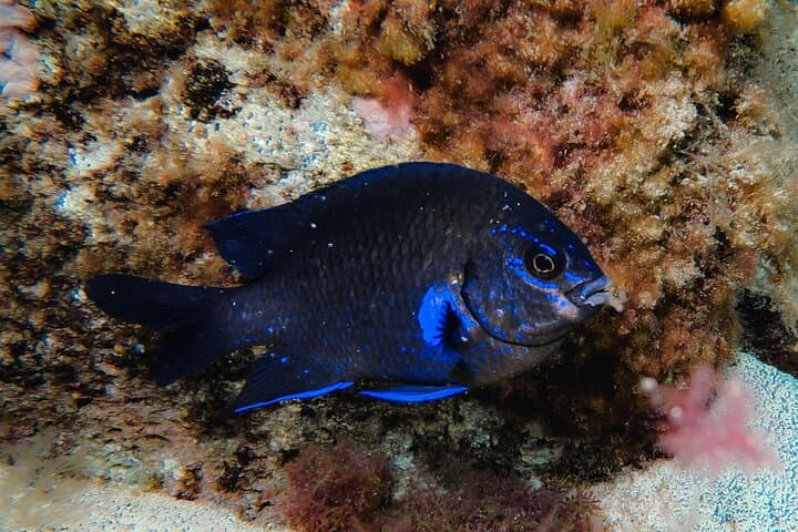 Discover Scuba Diving in Lanzarote (Costa Teguise)
