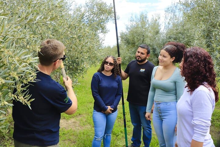 Learn everything about the Olive Grove