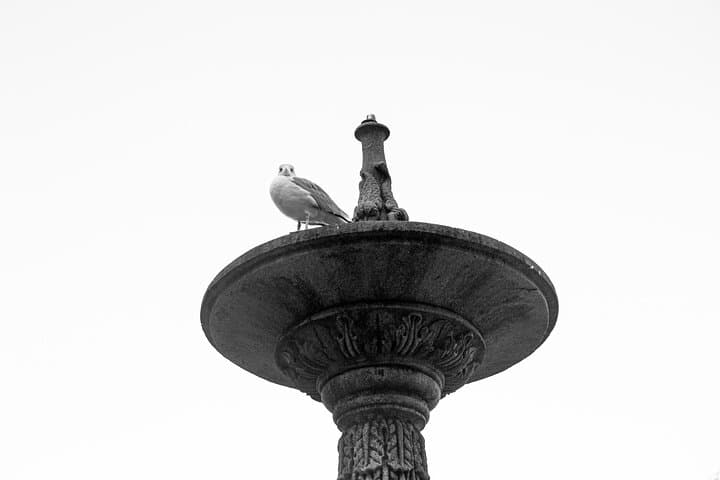 Vigo wouldn't be the same without the sound of seagulls flying over the estuary. Majestic and always curious, they accompany us on every walk through the port, the beaches or the old town. They're part of the landscape.