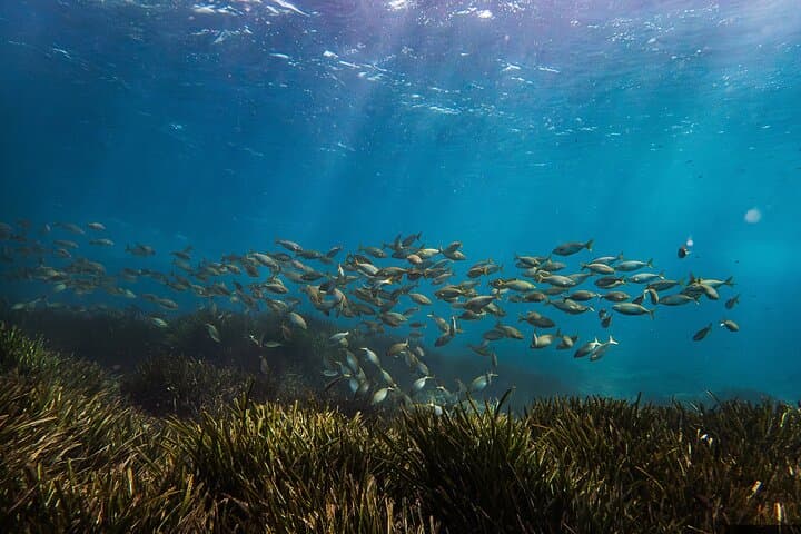Salpa fish