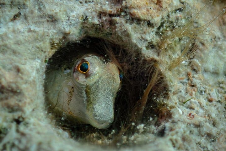 Goby small cute fish