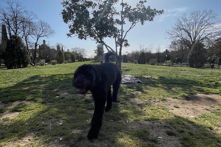 Guided Walking Tour in Barcelona with a friendly Dog