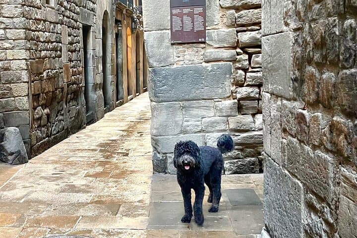 Guided Walking Tour in Barcelona with a friendly Dog