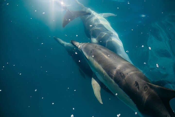 Dolphin watching from a sailboat in freedom, very close to the hull. From Estepona we sail to their natural habitat, with very high chances of seeing them at each exit.