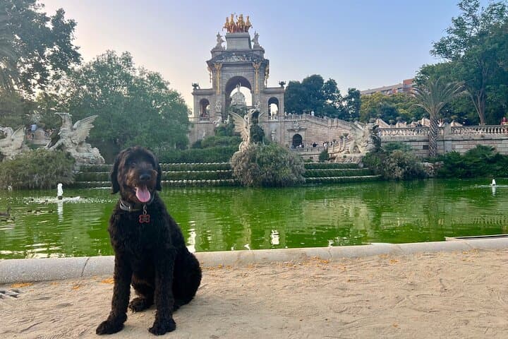 Guided Walking Tour in Barcelona with a friendly Dog