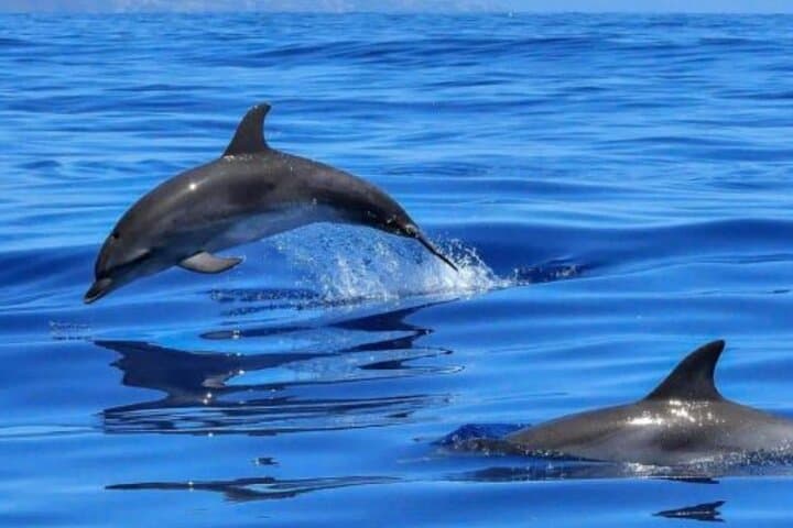 Tour: Dolphins & Sailing Small-Group Benalmádena Catamaran