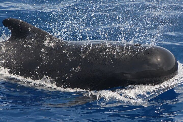 Private Charter: Whale and Dolphin Watching (Max. 11 people)