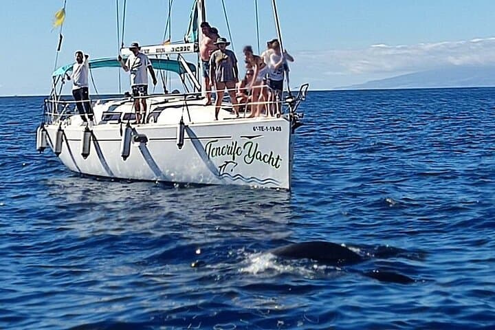 3-hour whale watching on a luxury sailboat in Costa Adeje