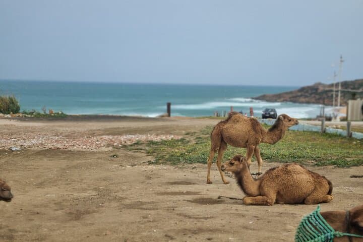 Tangier Day Trip from Cadiz Bay with Lunch Included