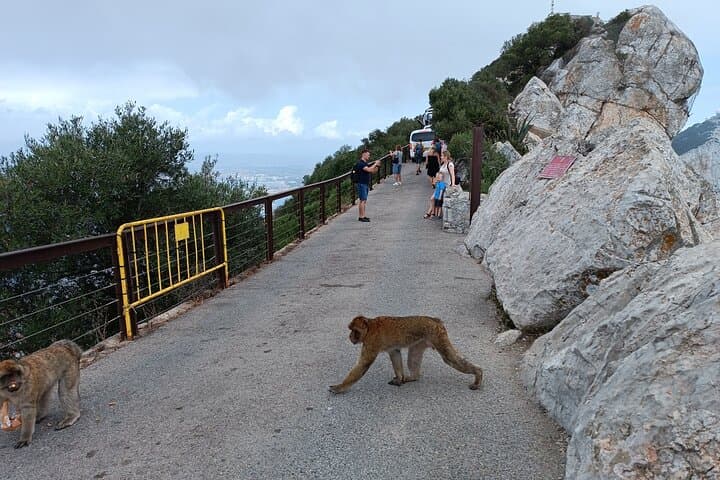Gibraltar Day Trip from Cádiz Shore with Rock Tour