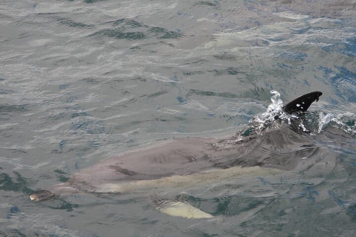 Viewing DE Dolphins EN Gibraltar from the Costa Cadiz
