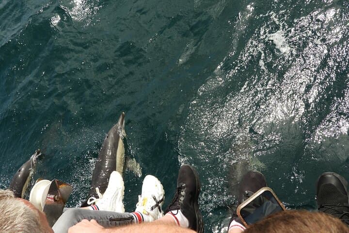 Viewing DE Dolphins EN Gibraltar from the Costa Cadiz