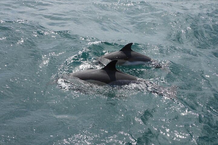 Viewing DE Dolphins EN Gibraltar from the Costa Cadiz