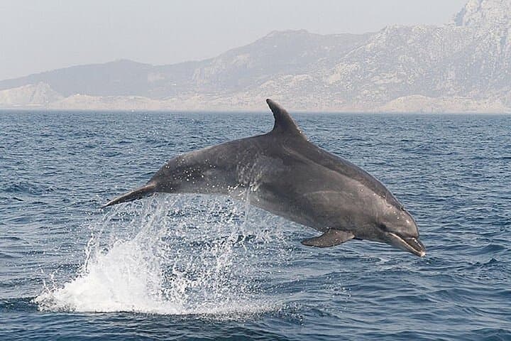 Viewing DE Dolphins EN Gibraltar from the Costa Cadiz