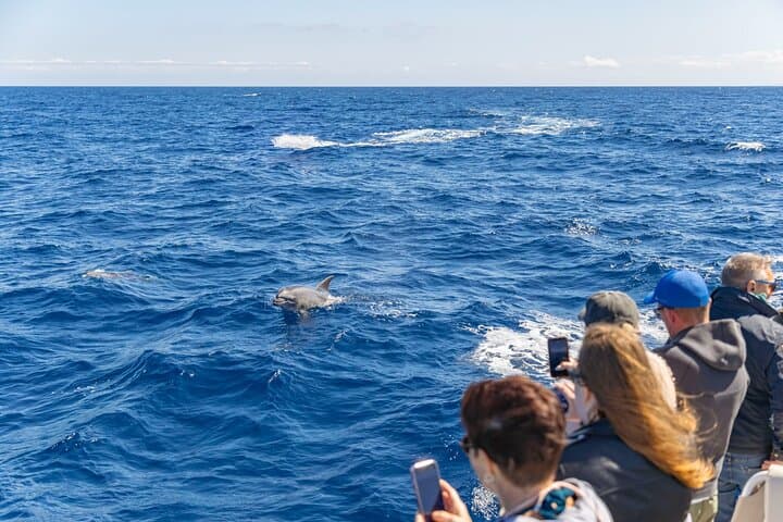 Dolphin Adventure: Fast Boat Dolphin Watching in Mallorca