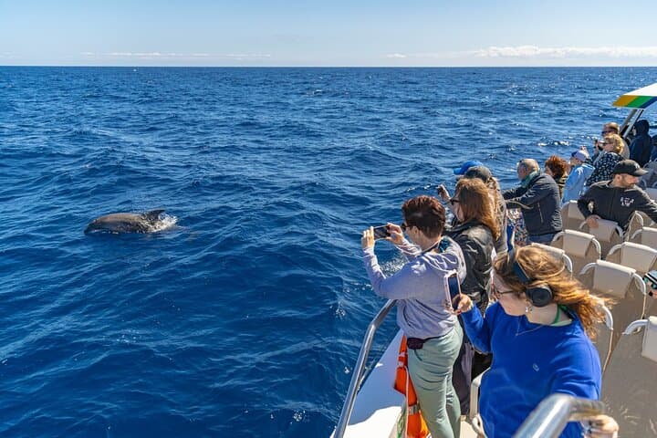 Dolphin Adventure: Fast Boat Dolphin Watching in Mallorca