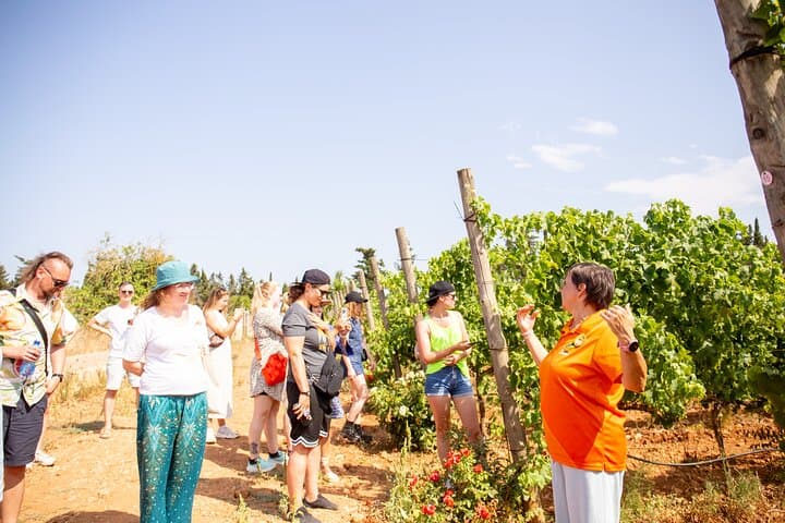 Alcudia Winecellar Tour with Vineyard Visit, Tasting of 5 Wines