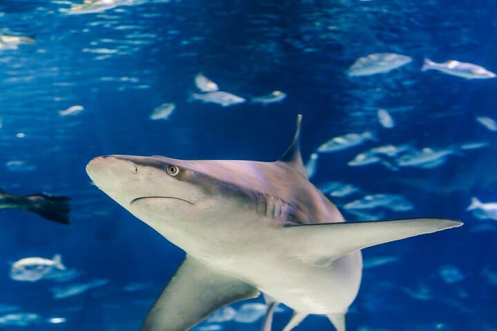 Barcelona Aquarium Skip the Line Ticket