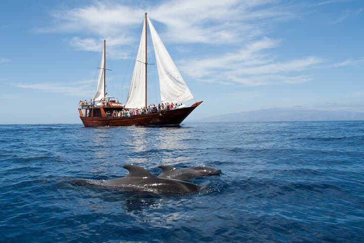 Tenerife : Whales and Dolphins with Food and Bath in Los Gigantes