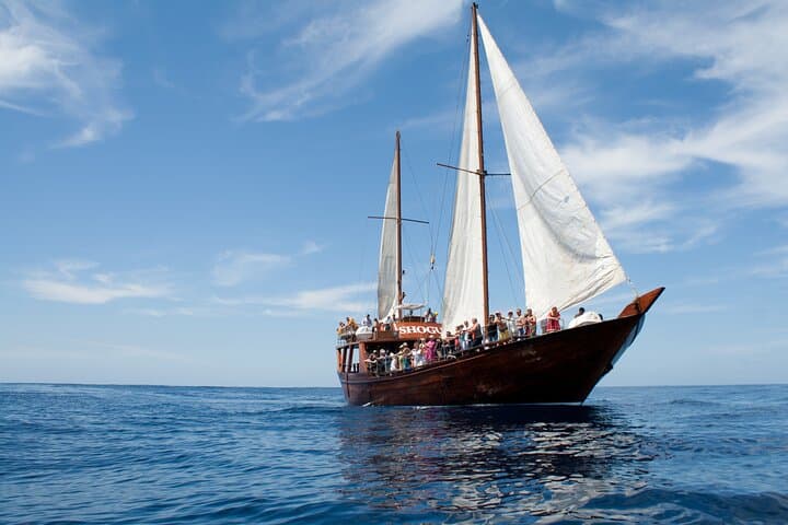 Respectful Whale Watching on a Wooden Boat and Swim