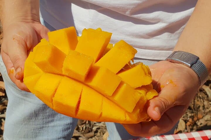 Tropical Tour: Avocado & Mango Farm - Small group and tasting