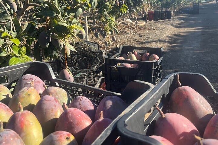 Tropical Tour: Avocado & Mango Farm - Small group and tasting