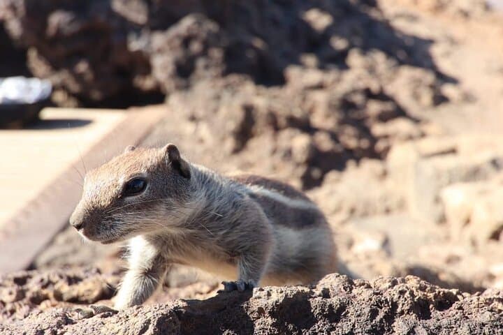 From South Fuerteventura 4x4 Tour Corralejo Dunes and El Cotillo