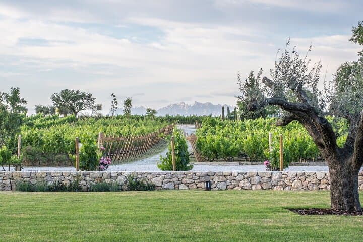 From Barcelona: Torres Winery Tour with wine tasting & tapas