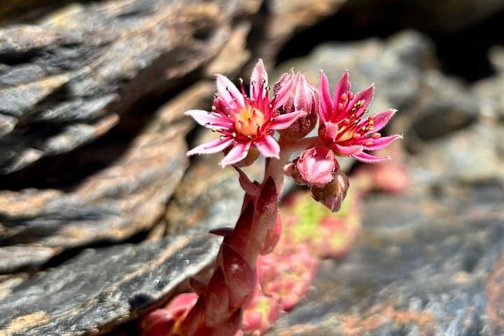 Endemic plant “Sempervivum”
