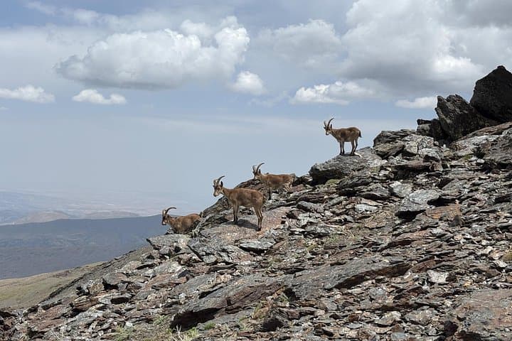 Spanish mountain goat