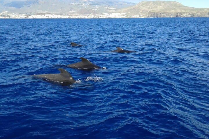 Whale Safari to Los Gigantes with pickup from North