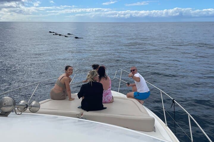 Whales and Dolphins excursion on a Luxury Yacht in Canary Islands
