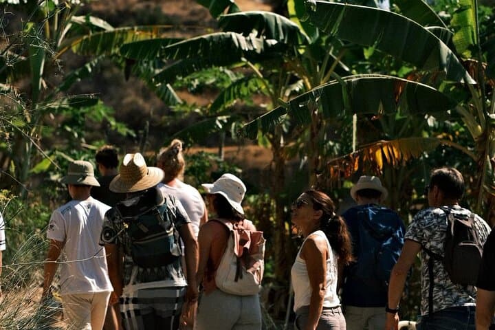 Guided Tour to the only coffee farm in Europe