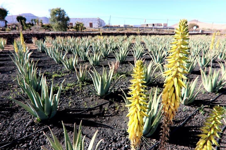 From South Fuerteventura: Betancuria tour with Cheese Tasting