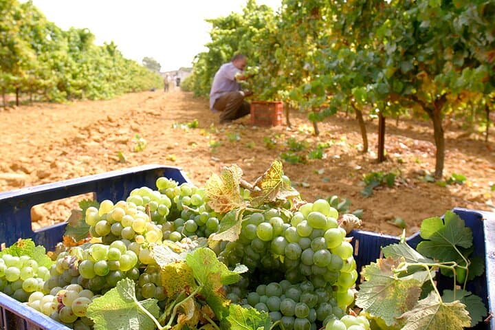 Winery Visit in Chiclana de la Frontera : Wine Tasting and Tapas
