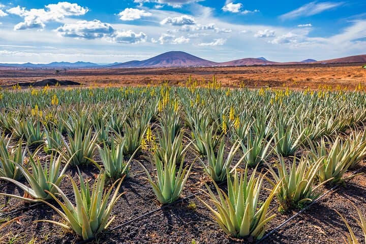 Full-Day Gran Canaria Tour: Historic Towns & Mountain Wonders