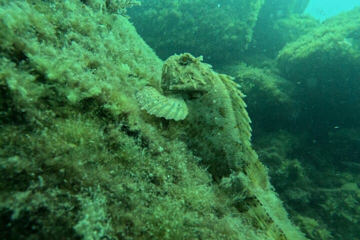 Diving in the Mediterranean