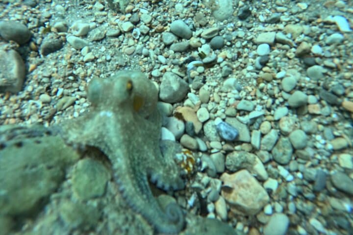 Diving in the Mediterranean