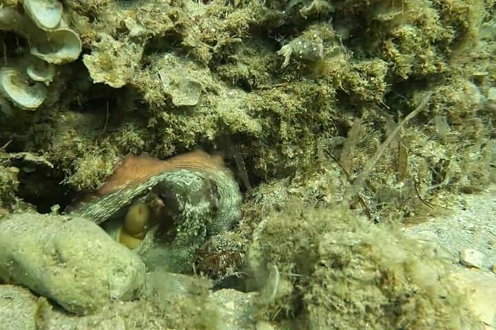 Snorkeling on the Gold Coast
