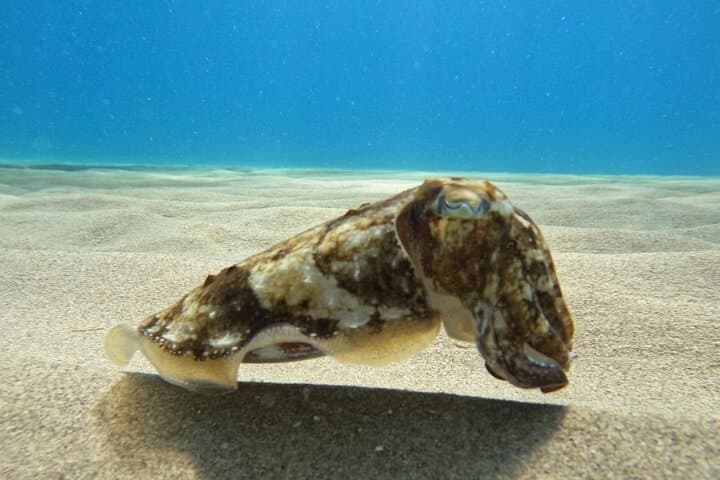 Snorkeling on the Gold Coast