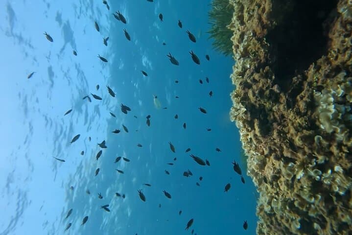 Snorkeling on the Gold Coast